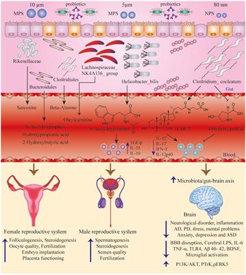 Could probiotics protect against human toxicity caused by polystyrene nanoplastics and microplastics?